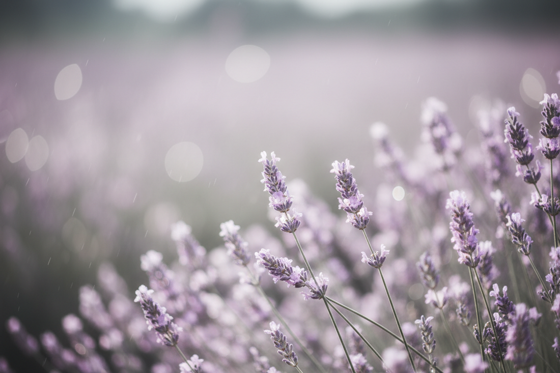 10 Remarkable Uses of Lavender Oil: From Relaxation to Skin Care